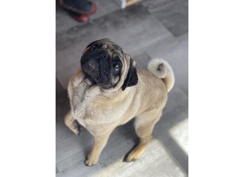 gallery image of Pug available for stud