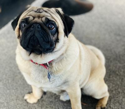 image of Pug available for stud