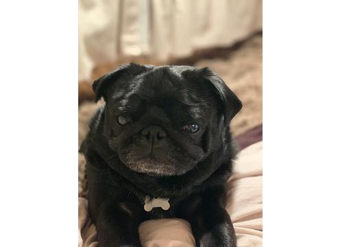gallery image of Purebred Pug available for Stud