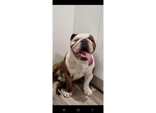 gallery image of British Bulldog Stud available for breeding