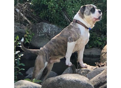 gallery image of Dexter - Olde English Bulldogge Stud