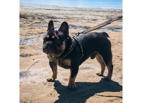 gallery image of Royal Frenchies NZ Stud available 