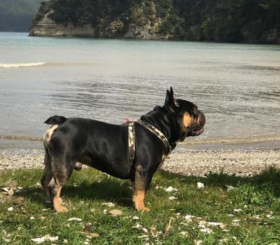 image of Royal Frenchies NZ Stud available 