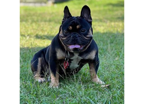 gallery image of Royal Frenchies NZ Stud available 