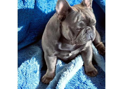 gallery image of Minibullies French Bulldog Stud 