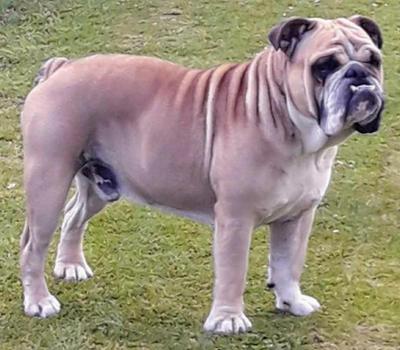 image of British Bulldog for stud