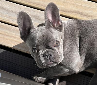 image of Blue French Bulldog available at stud | Frozen semens available