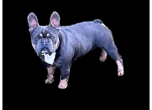 gallery image of Blue & Tan French Bulldog For Stud (Johnny)