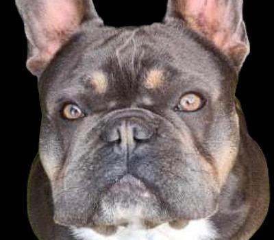 image of Blue & Tan French Bulldog For Stud (Johnny)