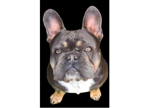 product image for Blue & Tan French Bulldog For Stud (Johnny)