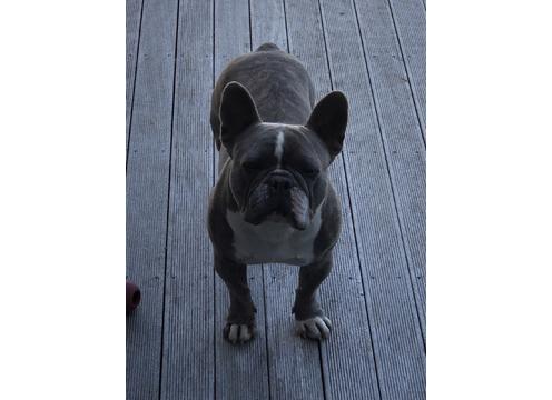 gallery image of Frozen French Bulldog Semen 2x Matings TAKING OFFERS