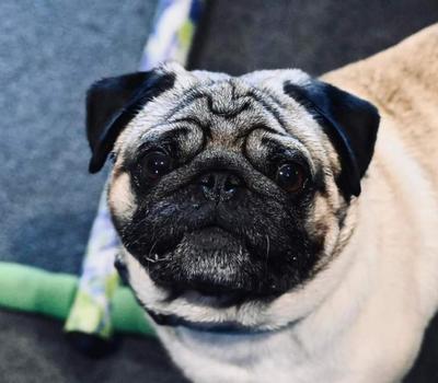 image of Fawn Pug for Stud