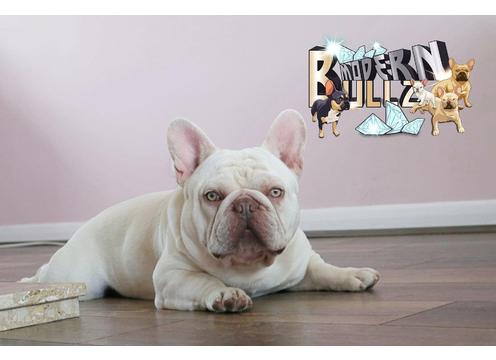 gallery image of Rolex. Lilac & tan French Bulldog available at stud 