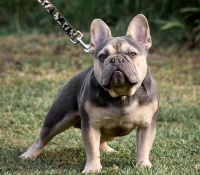 image of Rolex. Lilac & tan French Bulldog available at stud 