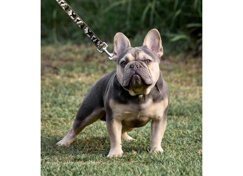 product image for Rolex. Lilac & tan French Bulldog available at stud 