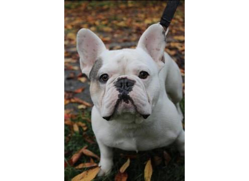 gallery image of  Big Head Stocky French Bulldog Available for stud