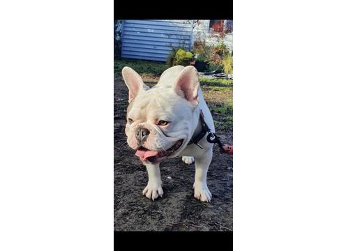 gallery image of  Big Head Stocky French Bulldog Available for stud