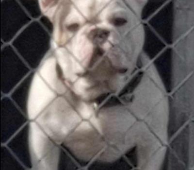 image of  Big Head Stocky French Bulldog Available for stud