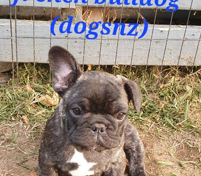 image of Registered French Bulldog puppy