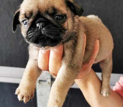 image of Fawn Pug Puppies, Purebred