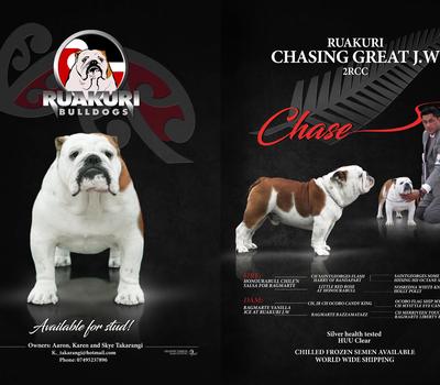 image of Recently imported British Bulldog Stud Gold Health Tested Excellent pedigree  Product
