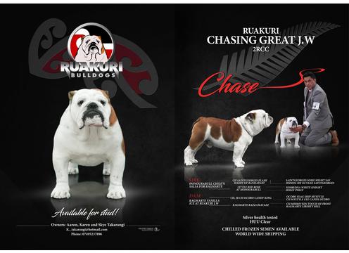 product image for Recently imported British Bulldog Stud Gold Health Tested Excellent pedigree  Product