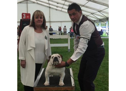 gallery image of Recently imported British Bulldog Stud Gold Health Tested Excellent pedigree  Product
