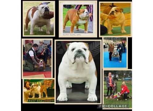 gallery image of Recently imported British Bulldog Stud Gold Health Tested Excellent pedigree  Product