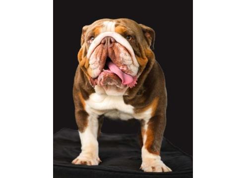 gallery image of DNA Clear, Triple Carrier, MDBA Registered Pedigree, British Bulldog STUD DOG