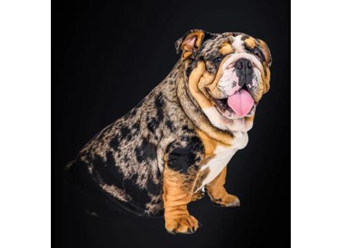 gallery image of DNA Clear, MDBA Registered Pedigree, British Bulldog STUD DOG LIMITED OFFER!