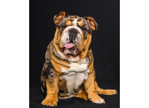gallery image of DNA Clear, MDBA Registered Pedigree, British Bulldog STUD DOG LIMITED OFFER!
