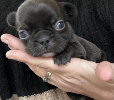 image of Hunterose Frenchies has some puppies available 