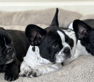 image of 10 weeks old purebred french bulldog pups - PRICED TO SELL