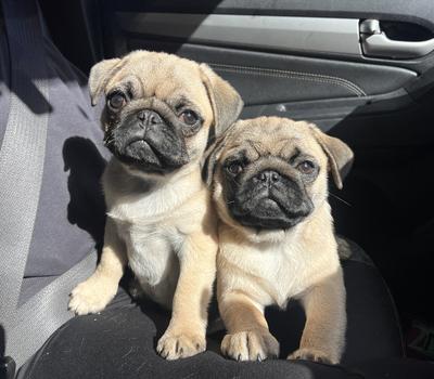 image of Purebred Fawn Pugs, available now