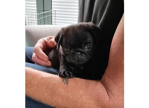 product image for Purebred Pug Puppies