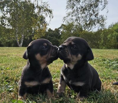 image of French Bulldog X Miniature Dachshund Puppies