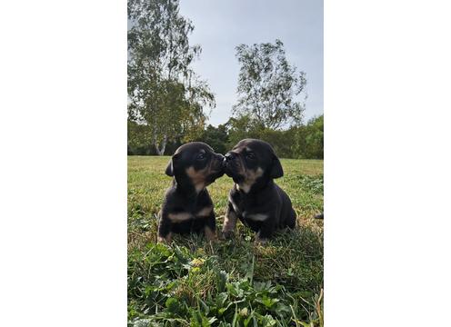 gallery image of French Bulldog X Miniature Dachshund Puppies