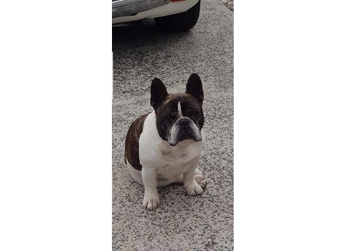 product image for French bulldog x english bull terrier 