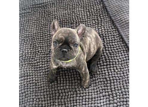 gallery image of French bulldog Puppies 