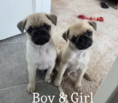 image of Gorgeous 3/4 Pug x puppies