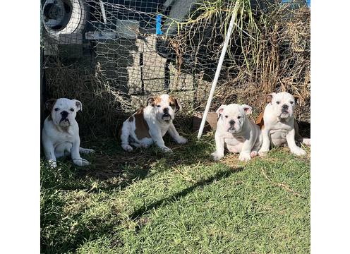 product image for Gorgeous Purebred Bulldog Puppies 