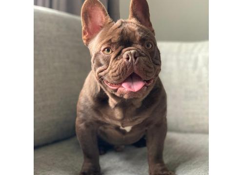 gallery image of REGISTERED FRENCHIE PUPPIES