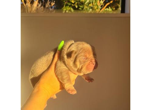 gallery image of REGISTERED FRENCHIE PUPPIES