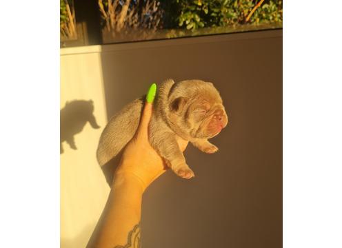 product image for REGISTERED FRENCHIE PUPPIES