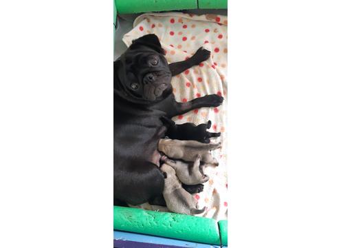 product image for PEDIGREE PUG PUPPIES 