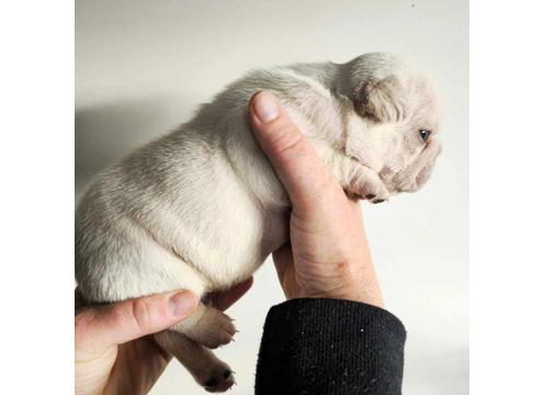gallery image of French Bulldog Puppies