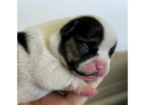 gallery image of French Bulldog Puppies