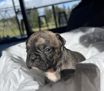 image of Purebred Frenchie Pups