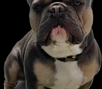 image of Stud dog Rio French bulldog 