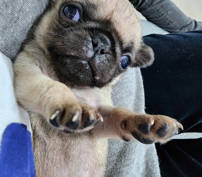 image of Girl pug puppy